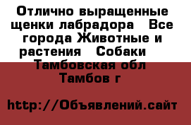 Отлично выращенные щенки лабрадора - Все города Животные и растения » Собаки   . Тамбовская обл.,Тамбов г.